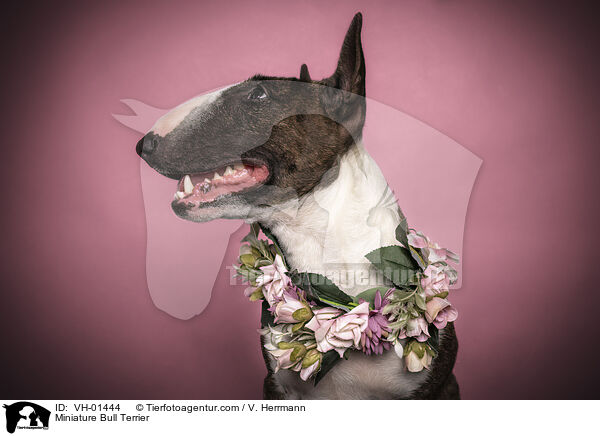 Miniatur Bullterrier Portrait / Miniature Bull Terrier / VH-01444