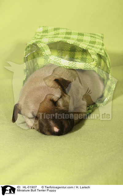 Miniatur Bullterrier Welpe / Miniature Bull Terrier Puppy / HL-01907