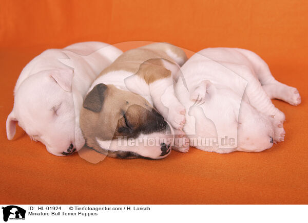 Miniatur Bullterrier Welpen / Miniature Bull Terrier Puppies / HL-01924