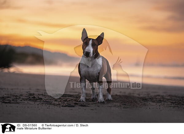 Miniatur Bullterrier Rde / male Miniature Bullterrier / DS-01560