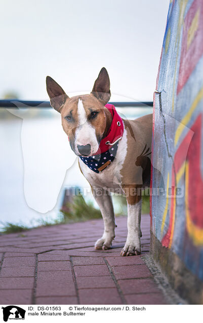 Miniatur Bullterrier Rde / male Miniature Bullterrier / DS-01563