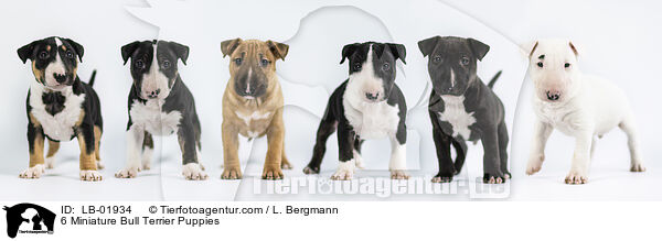 6 Miniature Bullterrier Welpen / 6 Miniature Bull Terrier Puppies / LB-01934
