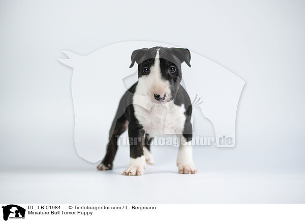 Miniature Bullterrier Welpe / Miniature Bull Terrier Puppy / LB-01984