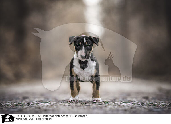 Miniature Bull Terrier Puppy / LB-02006