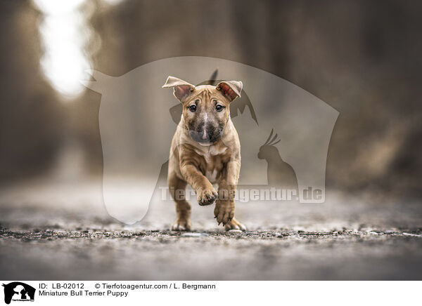 Miniature Bullterrier Welpe / Miniature Bull Terrier Puppy / LB-02012