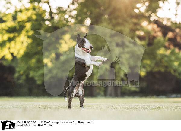 erwachsener Miniature Bullterrier / adult Miniature Bull Terrier / LB-02066