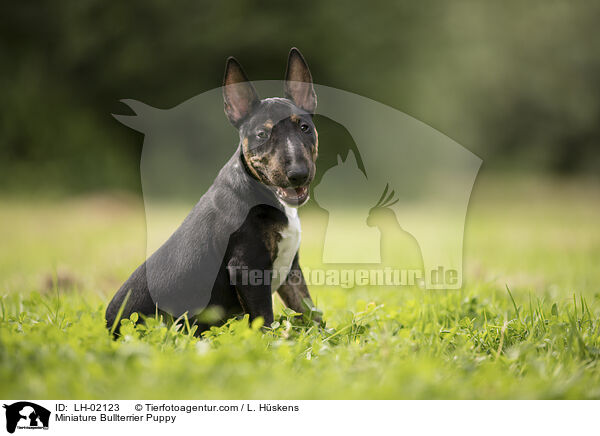 Miniature Bullterrier Welpe / Miniature Bullterrier Puppy / LH-02123