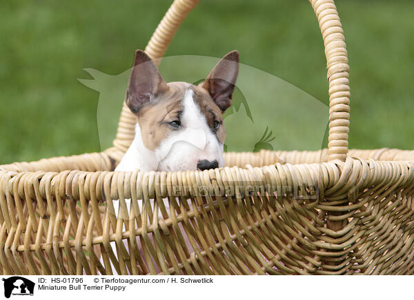 Miniatur Bullterrier Welpe / Miniature Bull Terrier Puppy / HS-01796