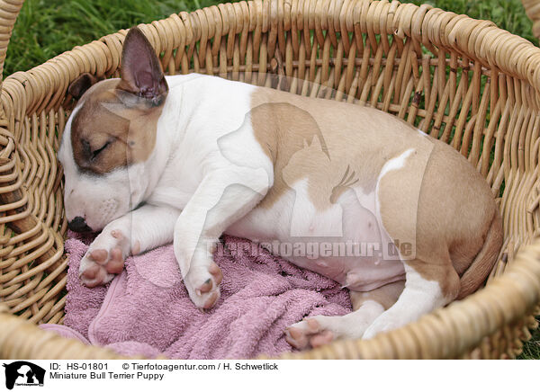 Miniatur Bullterrier Welpe / Miniature Bull Terrier Puppy / HS-01801