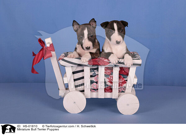 Miniatur Bullterrier Welpen / Miniature Bull Terrier Puppies / HS-01810