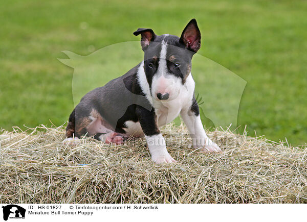 Miniatur Bullterrier Welpe / Miniature Bull Terrier Puppy / HS-01827
