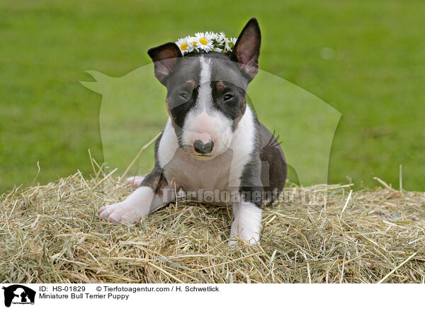 Miniatur Bullterrier Welpe / Miniature Bull Terrier Puppy / HS-01829