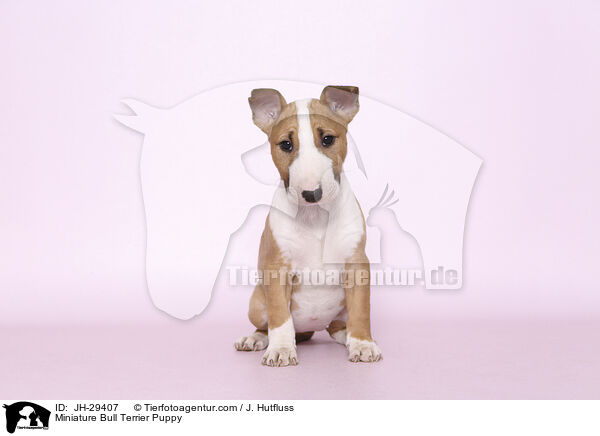 Miniature Bullterrier Welpe / Miniature Bull Terrier Puppy / JH-29407