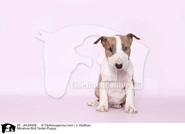 Miniature Bullterrier Welpe / Miniature Bull Terrier Puppy / JH-29408