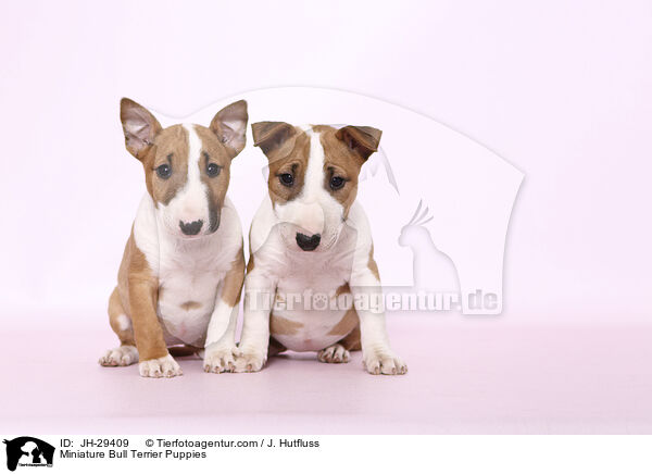 Miniature Bullterrier Welpen / Miniature Bull Terrier Puppies / JH-29409