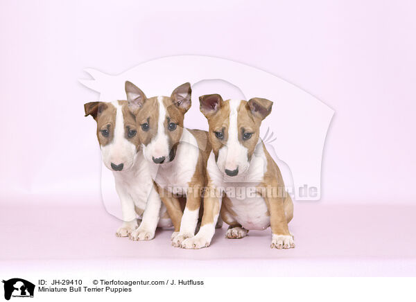 Miniature Bullterrier Welpen / Miniature Bull Terrier Puppies / JH-29410