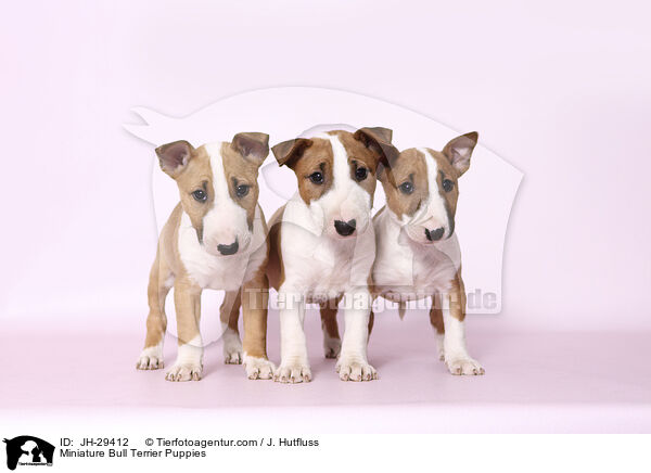 Miniature Bullterrier Welpen / Miniature Bull Terrier Puppies / JH-29412