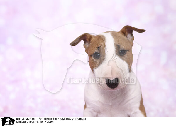 Miniature Bullterrier Welpe / Miniature Bull Terrier Puppy / JH-29415