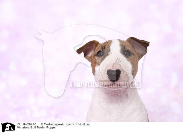 Miniature Bullterrier Welpe / Miniature Bull Terrier Puppy / JH-29416