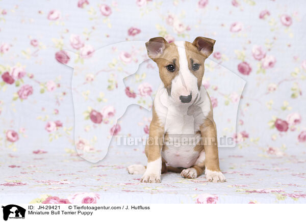 Miniature Bullterrier Welpe / Miniature Bull Terrier Puppy / JH-29421