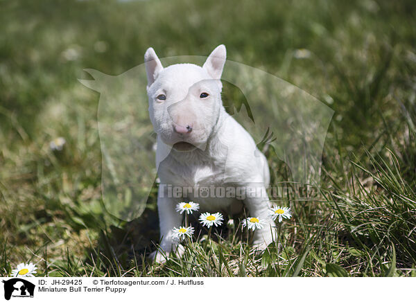 Miniature Bullterrier Welpe / Miniature Bull Terrier Puppy / JH-29425