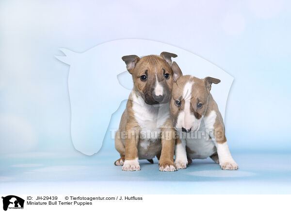 Miniature Bullterrier Welpen / Miniature Bull Terrier Puppies / JH-29439