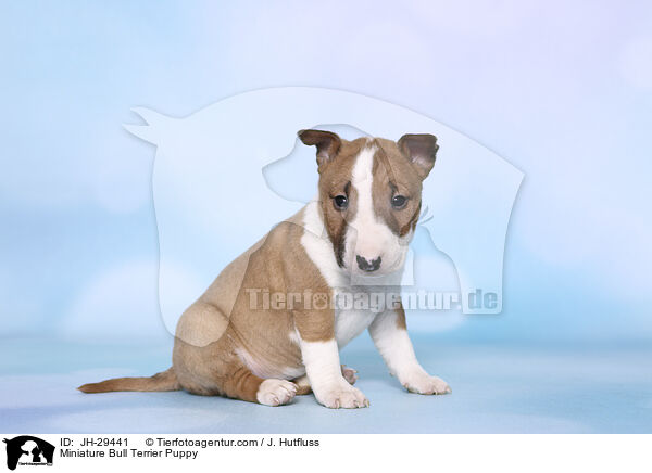 Miniature Bullterrier Welpe / Miniature Bull Terrier Puppy / JH-29441