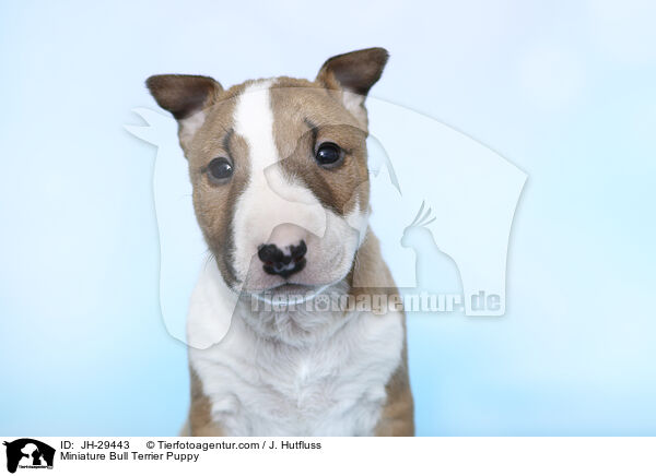 Miniature Bullterrier Welpe / Miniature Bull Terrier Puppy / JH-29443