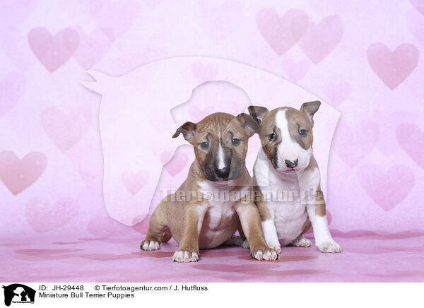 Miniature Bullterrier Welpen / Miniature Bull Terrier Puppies / JH-29448
