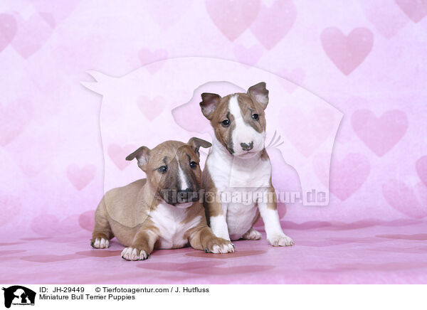 Miniature Bullterrier Welpen / Miniature Bull Terrier Puppies / JH-29449