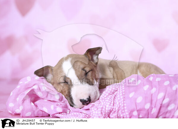 Miniature Bullterrier Welpe / Miniature Bull Terrier Puppy / JH-29457