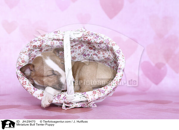 Miniature Bullterrier Welpe / Miniature Bull Terrier Puppy / JH-29470