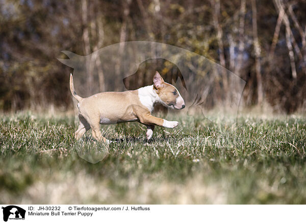 Miniature Bullterrier Welpe / Miniature Bull Terrier Puppy / JH-30232