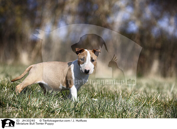 Miniature Bullterrier Welpe / Miniature Bull Terrier Puppy / JH-30240