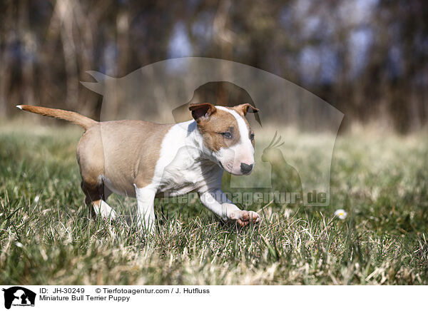 Miniature Bullterrier Welpe / Miniature Bull Terrier Puppy / JH-30249