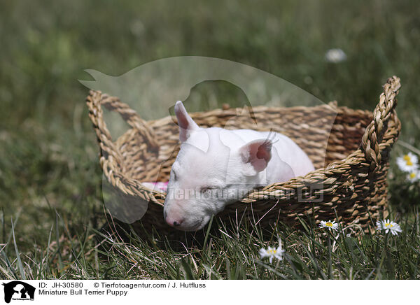 Miniature Bullterrier Welpe / Miniature Bull Terrier Puppy / JH-30580