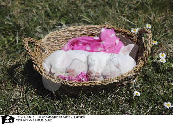 Miniature Bullterrier Welpe / Miniature Bull Terrier Puppy / JH-30595