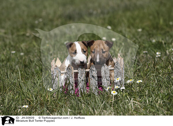 Miniature Bullterrier Welpen / Miniature Bull Terrier Puppies / JH-30609