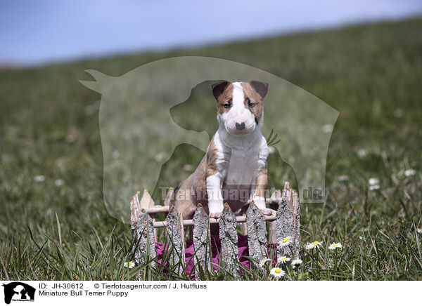 Miniature Bullterrier Welpe / Miniature Bull Terrier Puppy / JH-30612