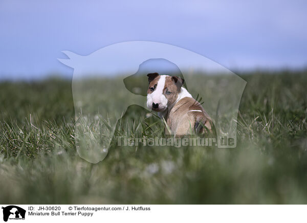 Miniature Bullterrier Welpe / Miniature Bull Terrier Puppy / JH-30620