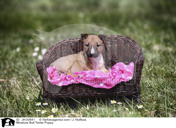 Miniature Bullterrier Welpe / Miniature Bull Terrier Puppy / JH-30641