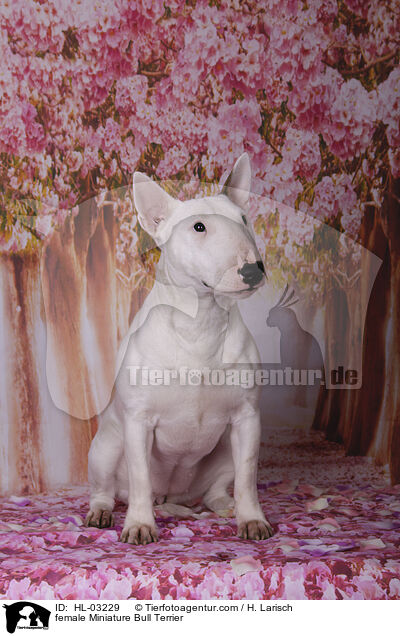 Miniatur Bullterrier Hndin / female Miniature Bull Terrier / HL-03229