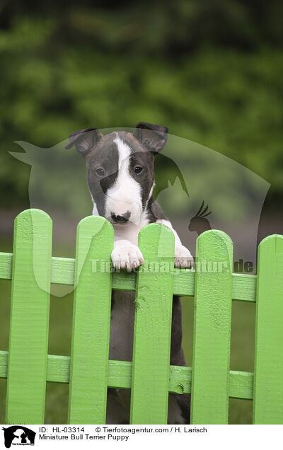 Miniatur Bullterrier Welpe / Miniature Bull Terrier Puppy / HL-03314