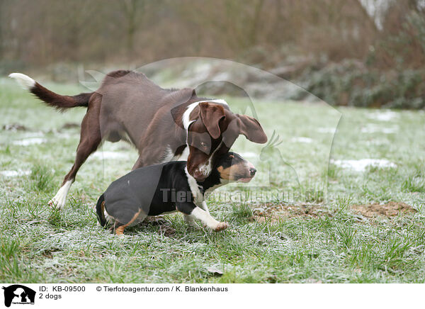 2 Hunde / 2 dogs / KB-09500