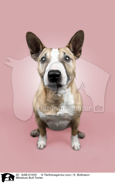 Miniature Bull Terrier / SAB-01005