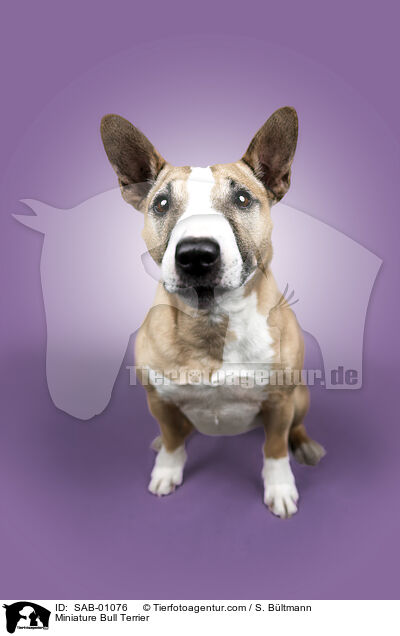 Miniatur Bullterrier / Miniature Bull Terrier / SAB-01076