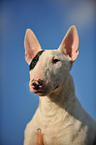 Miniature Bullterrier Portrait