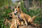 sitting Miniature Bullterrier