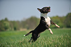 jumping Miniature Bullterrier