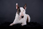 lying Miniature Bullterrier